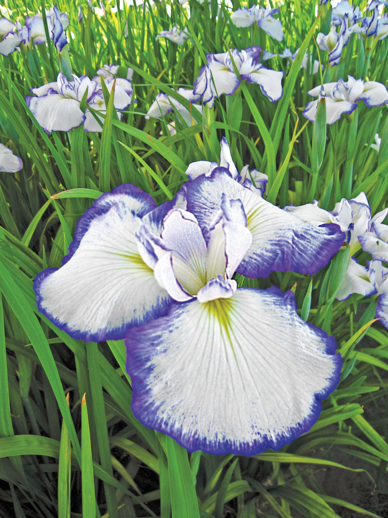 Japanese Iris 'Picotee'